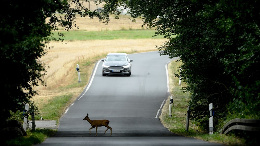 War's das schon? Vorsicht, kreuzt ein Wildtier die Straße, ist auch immer mit Nachzüglern zu rechnen.