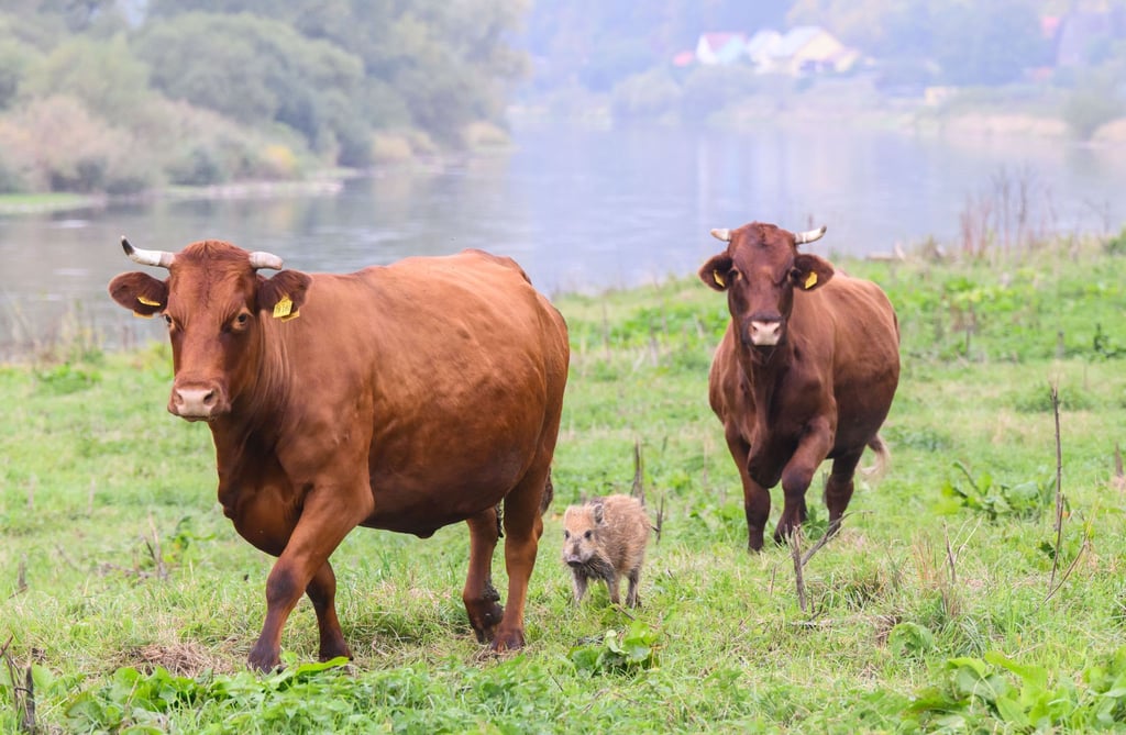 Das Wildschweinchen Frida läuft zwischen zwei großen Kühen auf einer Weide an der Weser im Landkreis Holzminden.
