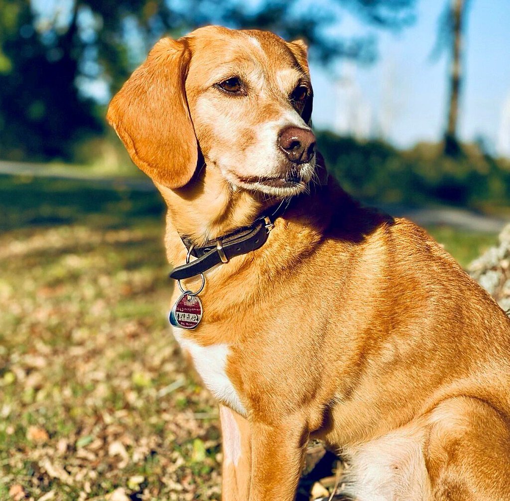 Julia B. hat ihre Hündung „Maja“, eine Beagle-Mischung, sicherheitshalber von dem Granatenfund ferngehalten.