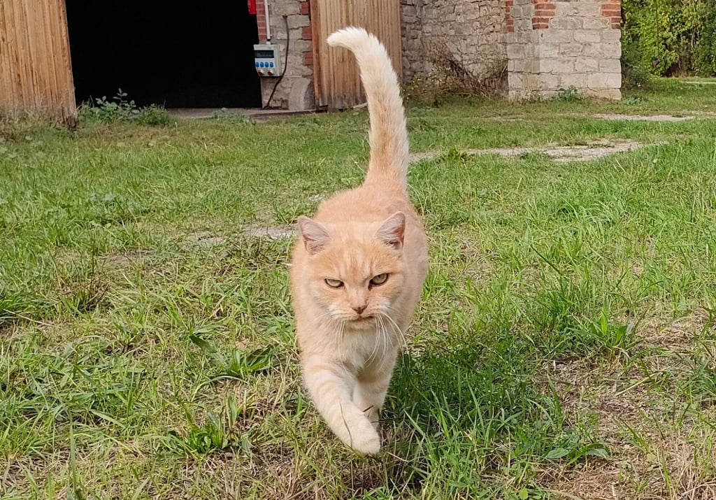 Streunende Katzen in Ilberstedt sorgen seit Jahren für Ärger bei den Anwohnern.