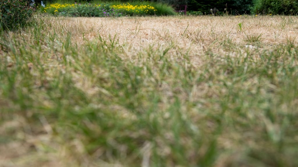 Viele Rasenflächen sind vertrocknet und haben durch die sommerliche Hitze gelitten.