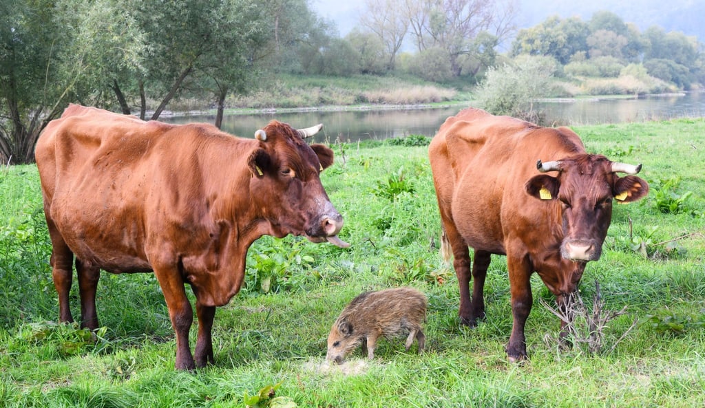 Wildschwein „Frida“ frisst zwischen Kühen auf einer Weide an der Weser im Landkreis Holzminden.