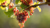 Trauben der Weißweinsorte Traminer hängen an einem Rebstock.