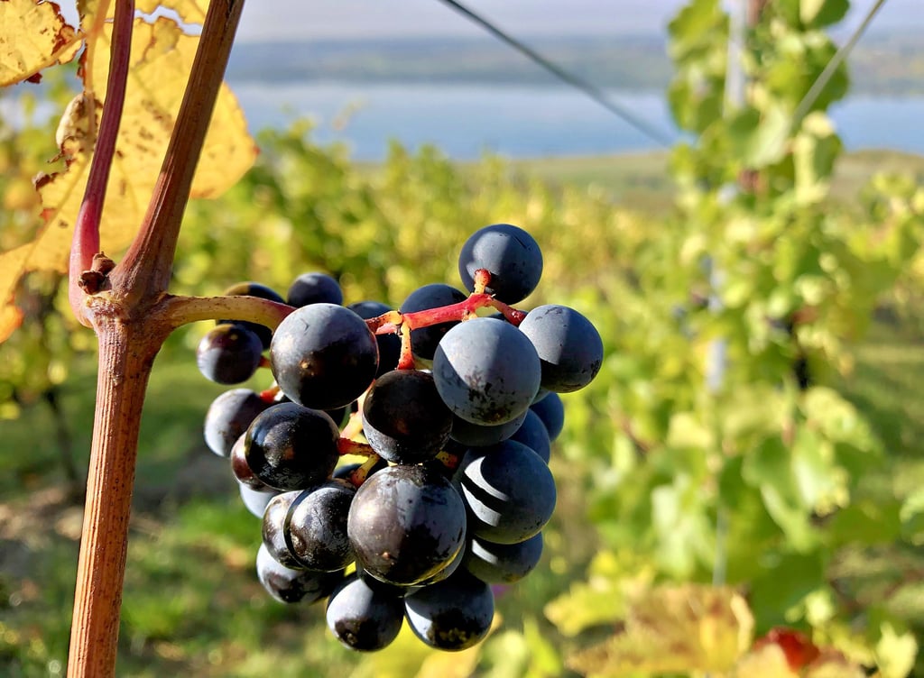 Auf dem Geiseltalsee-Weinberg läuft die Lese. Dieser Rotwein ist nächste Woche an der Reihe.