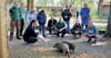 Victoria Alex füttert "Hochwasserschweine" im Wildpark Weißewarte.