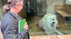 Nicht ganz weiß: Zooleiter Alexander Beck mit dem Löwen Sambesi, der seit sieben Jahren im Zoo in Aschersleben ist. 