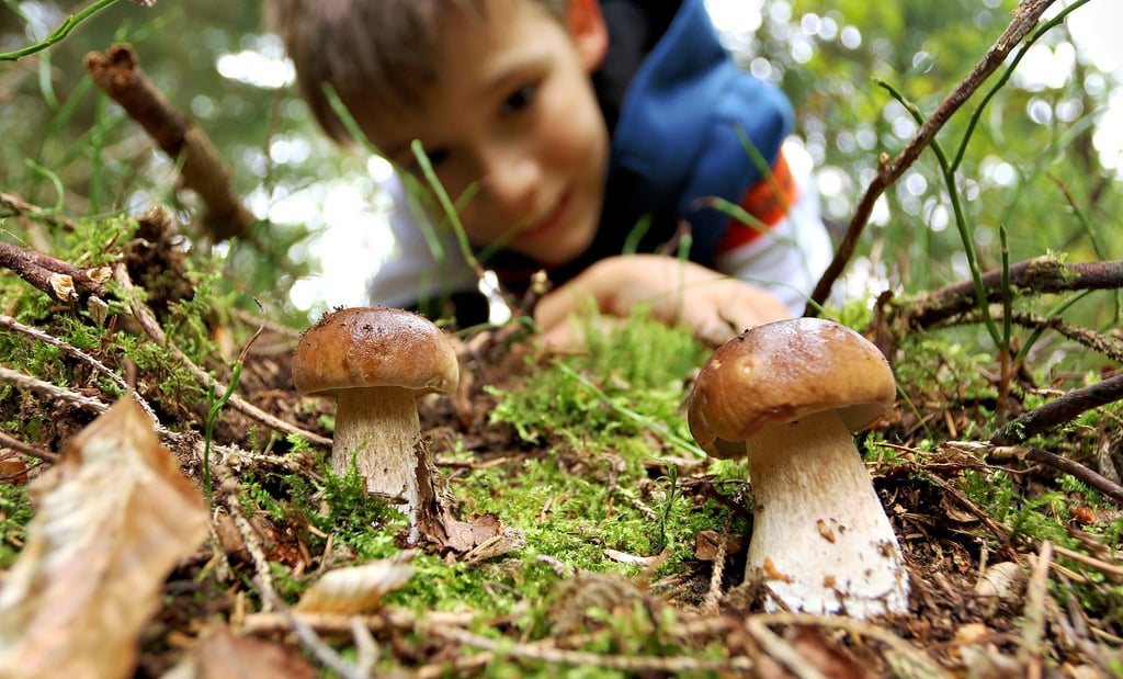 Die gerade begonnene Pilzsaison lockt derzeit wieder viele Pilzfreunde in die Natur.
