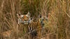 Tigerjunge begrüßen ihre Mutter im indischen Bandhavgarh-Nationalpark, als sie von der Jagd zurückkehrt.
