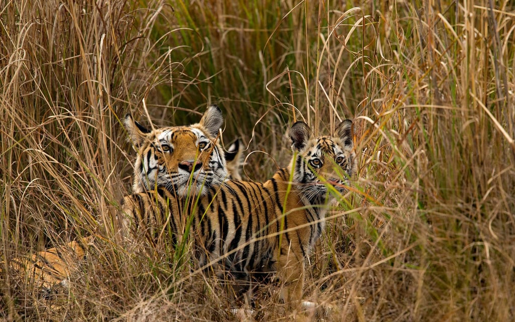 Tigerjunge begrüßen ihre Mutter im indischen Bandhavgarh-Nationalpark, als sie von der Jagd zurückkehrt.