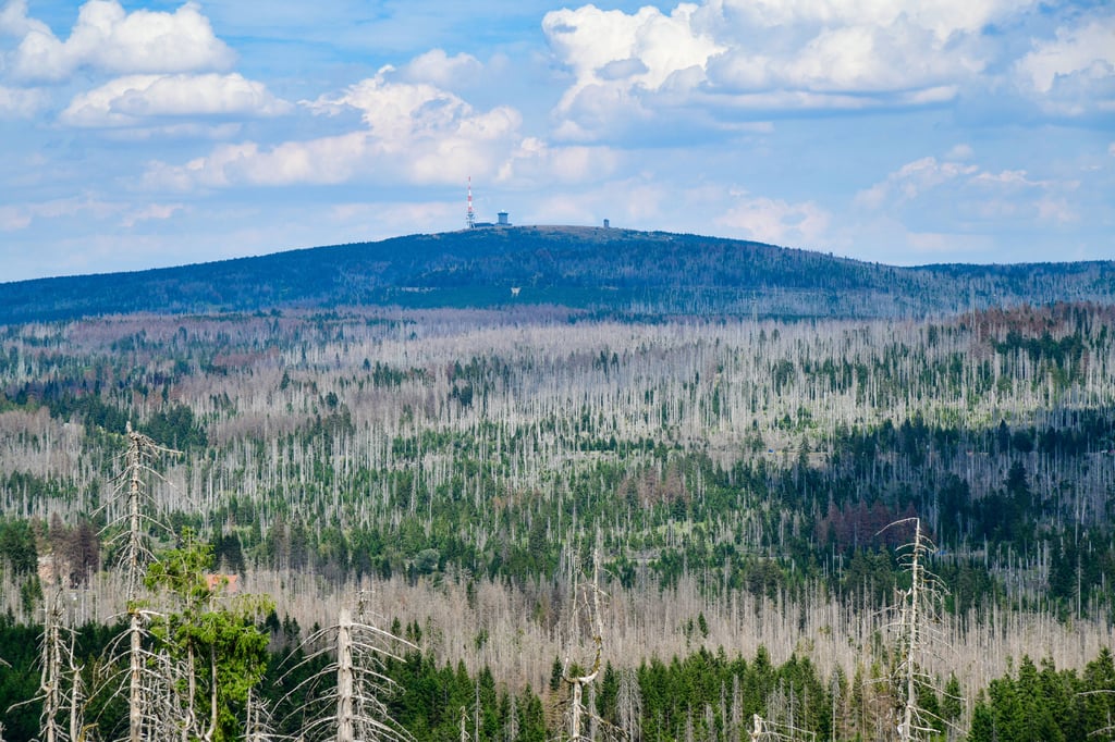 Die Waldbrand-Prävention im Nationalpark Harz soll vorangetriebne werden.