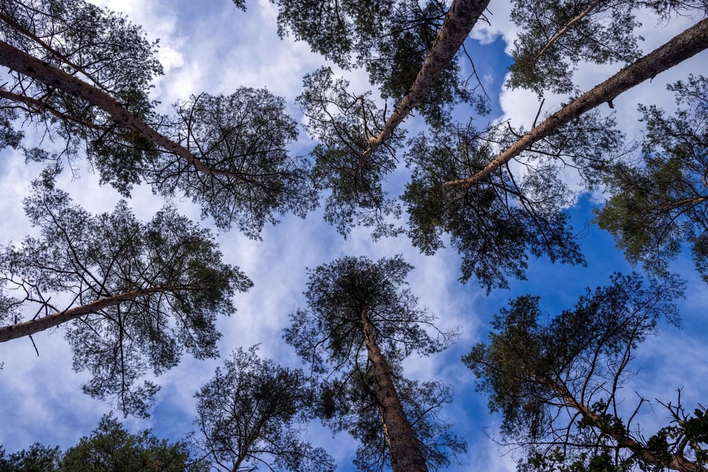 Wald.