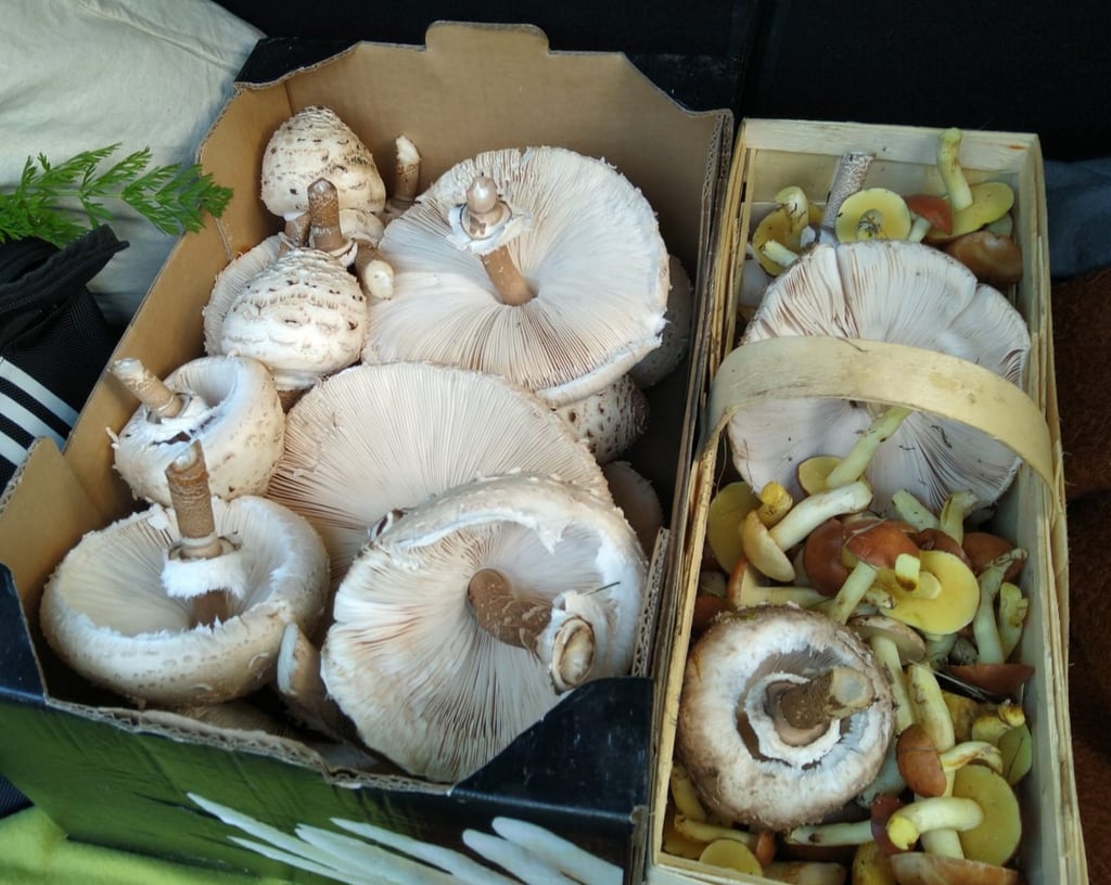 Der Oktober kann noch eine gute Pilzernte im Jerichower Land (Sachsen-Anhalt) versprechen.