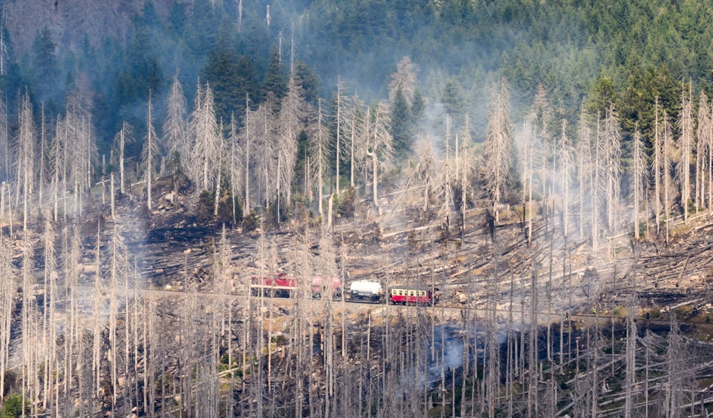 Entlang der Strecke der Harzer Schmalspurbahn brennt es besonders oft. De HSB soll deswegen mit Wärmesensoren ausgestattet werden.