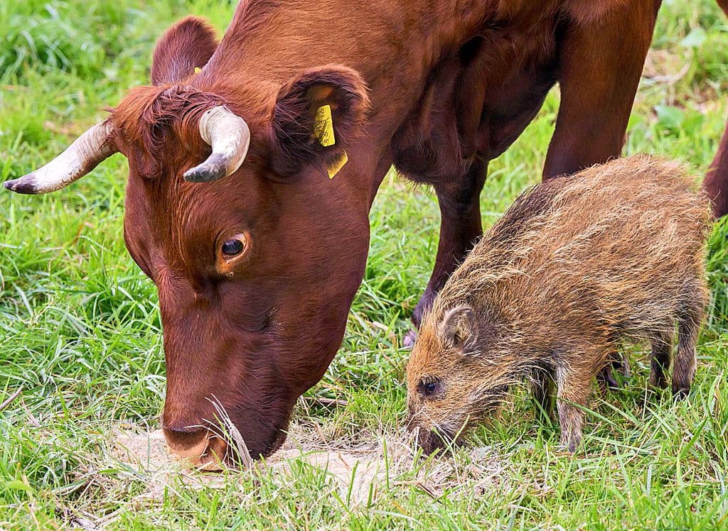 Ganz selbstverständlich grast Frischling Frida mit den Kühen auf der Weide.