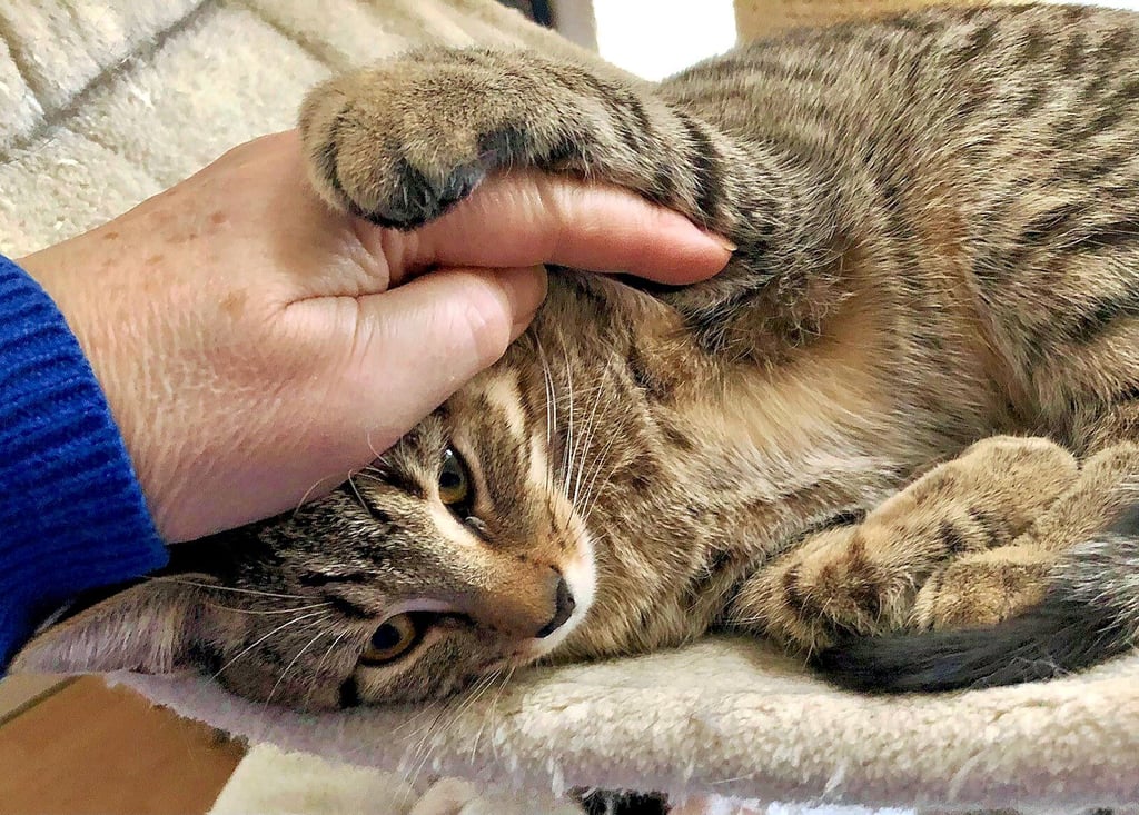 Katzen sind, wie alle Tiere, auf den Schutz und die Fürsorge durch den Menschen angewiesen.