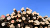 Brennholz erlebt einen Ansturm: Wann darf im Wald Holz legal gesammelt werden?