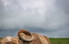 Eine Kuh steht unter wolkenverhangenem Himmel.