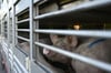 Schweine werden in einem Anhänger zum Schlachthof transportiert.