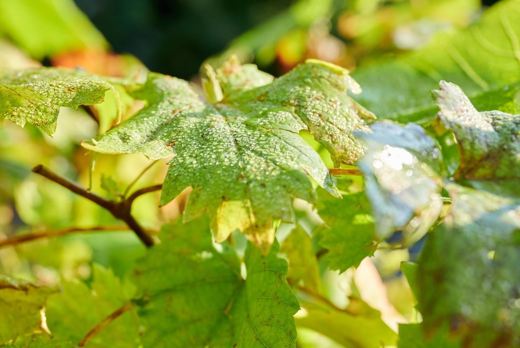 Wassertropfen liegen auf den Blättern einer Pflanze.