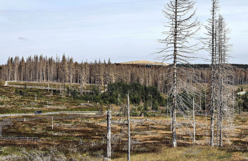Hitze, Trockenheit, Stürme, Borkenkäfer: Riesige Flächen einstiger Wälder sind tot. Nicht nur Waldbesitzer haben Interessen, Kahlflächen für Windkraftanlagen zu nutzen.
