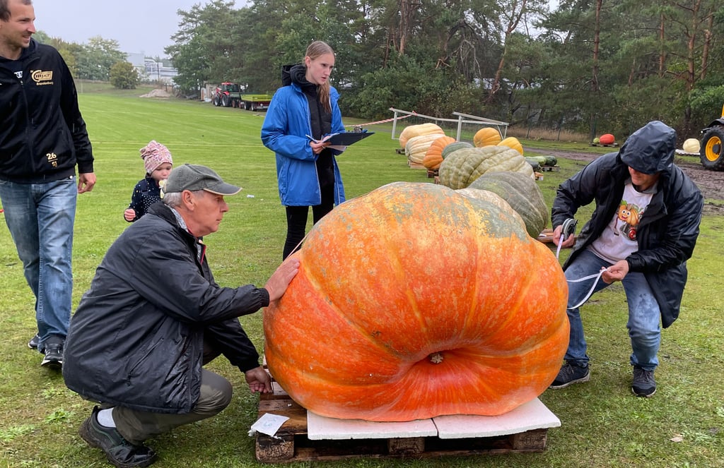 Dieses Exemplar eines Atlantic Giants ist nur knapp am ersten Platz vorbeigeschlittert. Bevor es auf die Waage geht, werden alle Exemplare in drei Achsen vermessen.