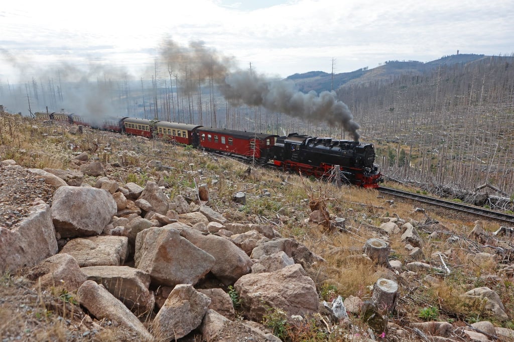 Ein Zug der Harzer Schmalspurbahnen GmbH fährt hinauf zum Brocken.