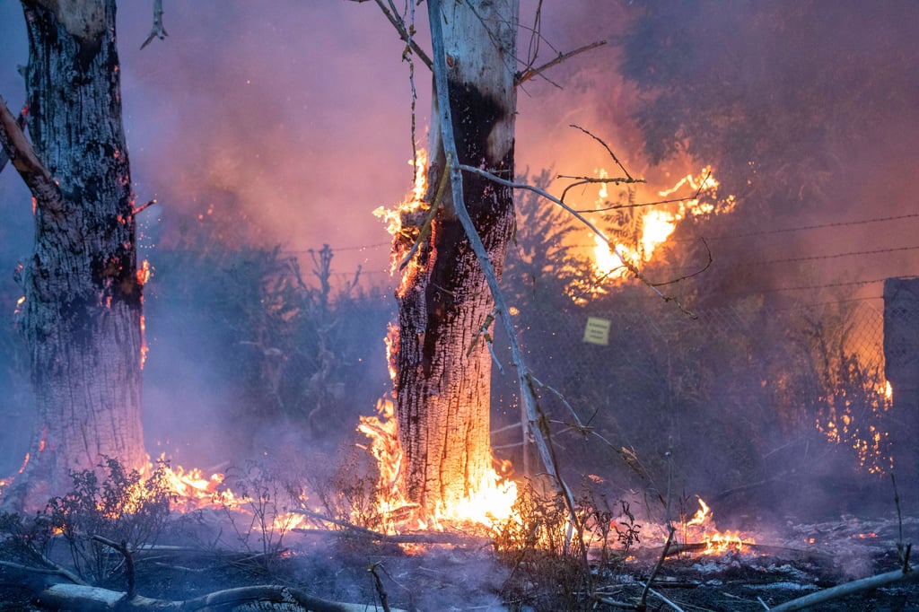 Symbolfoto - Für die Wälder in der Region ist es kein gutes Jahr. Trockenheit, Schädlinge und Brände in einem ungewöhnlichen Ausmaß haben ihnen zugesetzt.