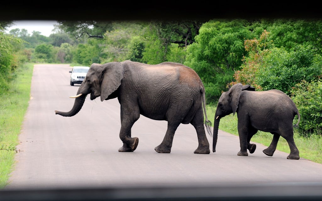 Im Kruger-Nationalpark in der Provinz Mpumalanga in Südafrika ist ein deutscher Tourist getötet worden.