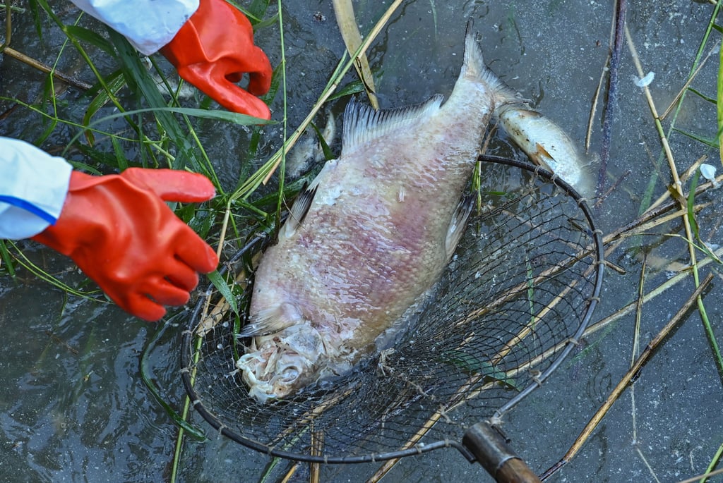 Der Anglerverein Nienburg beklagt, dass im Mündungsbereich der Bode wegen der hohen Salzkonzentration die meisten Fische gestorben sind.
