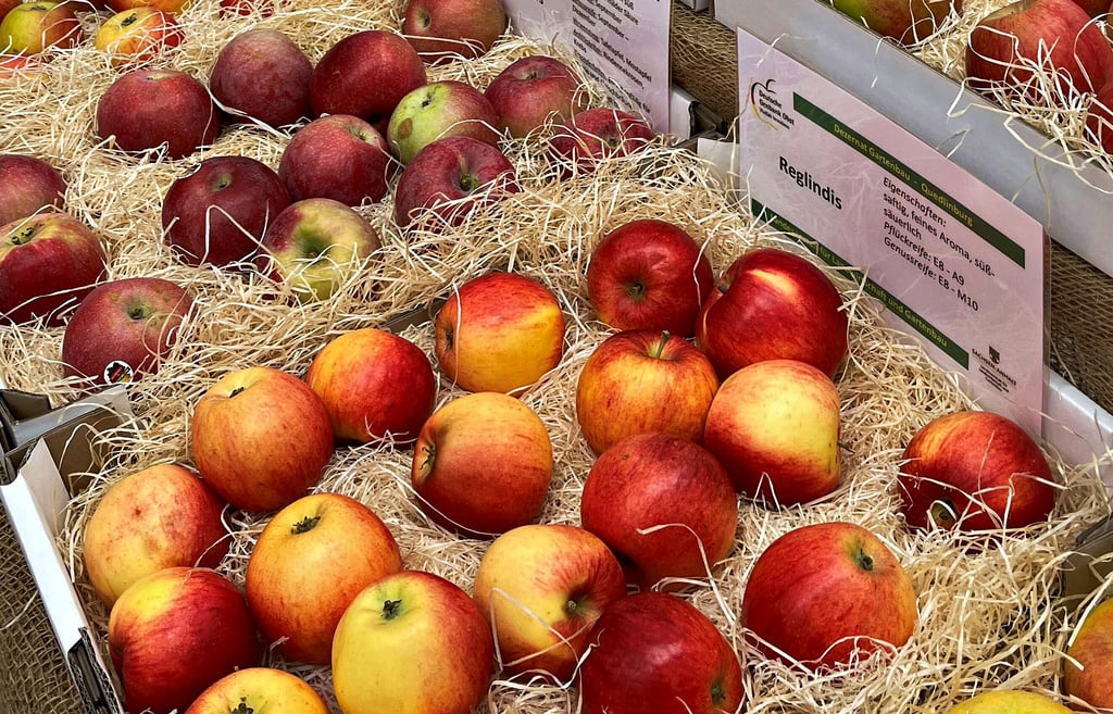 Alles rund um den Apfel: Apfeltag in der Landesanstalt für Landwirtschaft und Gartenbau.