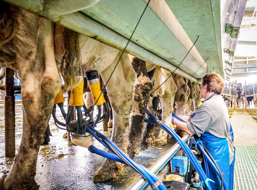 Im Melkhaus werden den Kühen die Melkbecher angelegt. Die Milch wird dann aus dem Euter maschinell gemolken und direkt in Großtanks weitergeleitet.