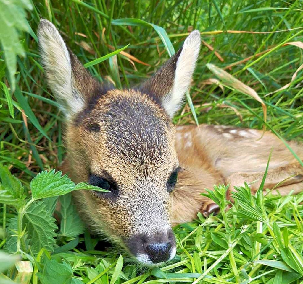 Zur Tarnung ducken sich die kleinen Kitze ins tiefe Gras. Ihre Rettung haben sich die Wiesen-Sheriffs auf die Fahnen geschrieben.