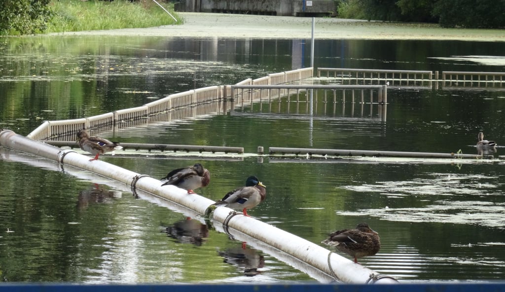 Biesebad Osterburg: Diese Stockenten gaben am Mittwoch ein hübsches Bild ab. Während der Badesaison haben sie’s nicht so ruhig.