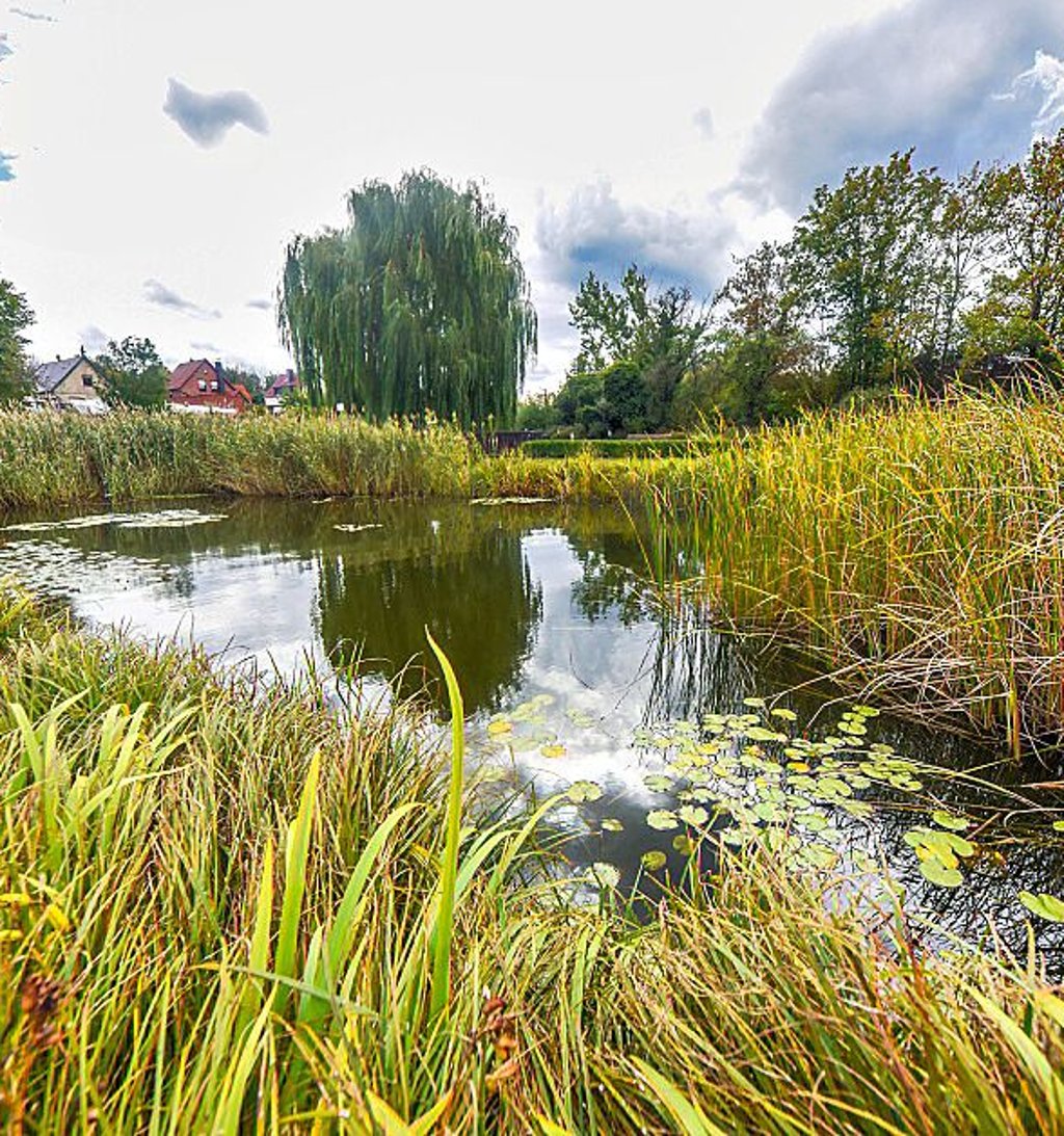 Der Teich Korbetha ist derzeit mit Wasser aus der Saale befüllt.