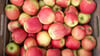 Eine Kiste mit frisch gepflückten Äpfeln steht auf einem Obsthof.