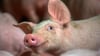 Die LFD-Holding, Betreiber der Schweinezuchtanlage in Gladau, plant drastische Maßnahmen. 