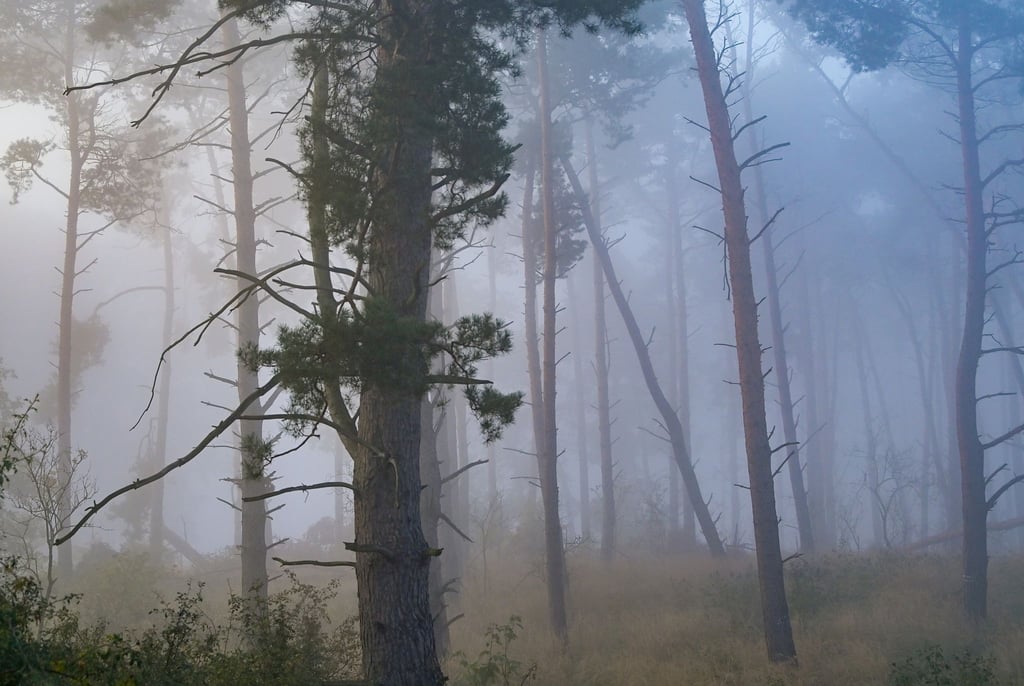 Nebel zieht am Morgen durch einen Kiefernwald bei Frankfurt (Oder).