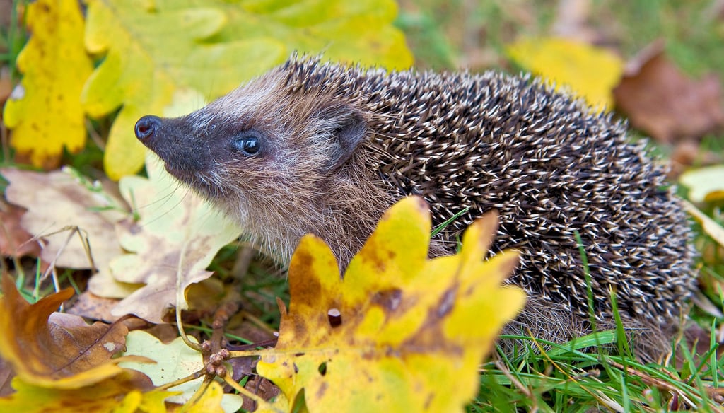 Wenn es im Unterholz im Garten raschelt, ist nicht selten ein Igel auf Beutezug.