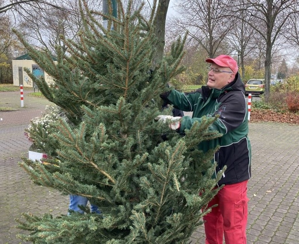In Magdeburg soll es auch dieses Jahr wieder geschmückte Tannenbäume geben. Dafür werden aktuell neue Fördermittel beantragt.