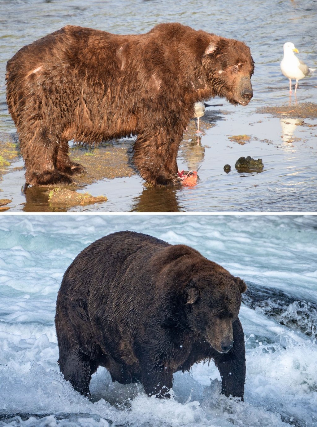 Schlank ist der massige Braunbär Nummer 747 mit dem Spitznamen „Jumbo Jet“ am 25. Juni 2022 im Katmai-Nationalpark in Alaska; fett geworden ist er, wie man am 6. September 2022 erkennen kann.