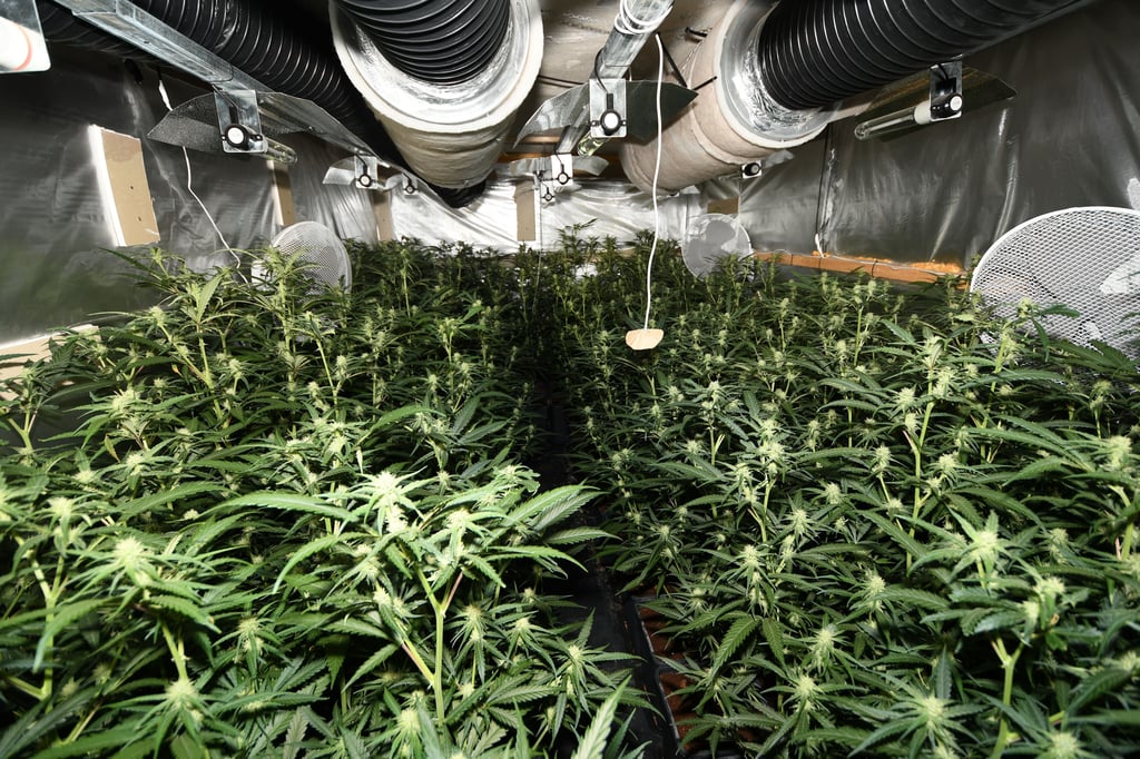 In Gröningen wurde von der Polizei eine Indoor-Plantage für den Anbau von Cannabis entdeckt.