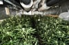 In Gröningen wurde von der Polizei eine Indoor-Plantage für den Anbau von Cannabis entdeckt. 
