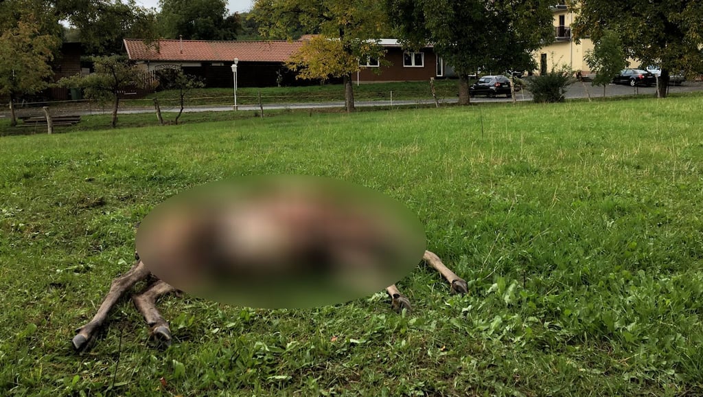 Die tote Hirschkuh in Rodishain. Achtung Triggerwarnung: Unverpixeltes Bild im Text.