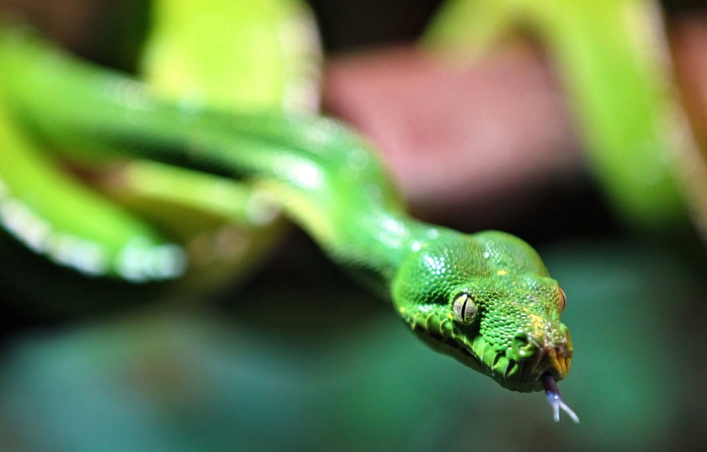 Der Grüne Baumpython braucht tagsüber im Terrarium eine Temperatur zwischen 27 und 32 Grad Celsius. Viel Spielraum zum Sparen bleibt da nicht.