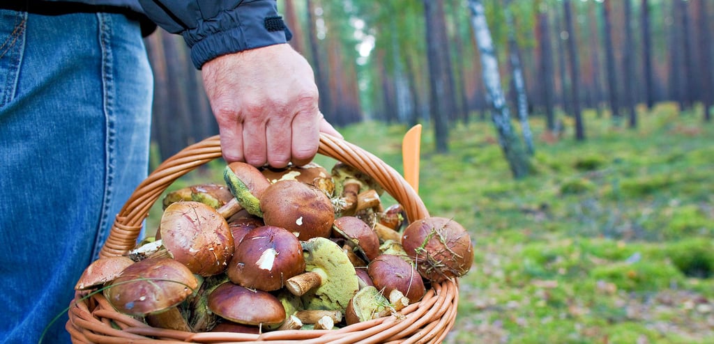 Die Pilzsaison im Landkreis Börde ist in vollem Gange