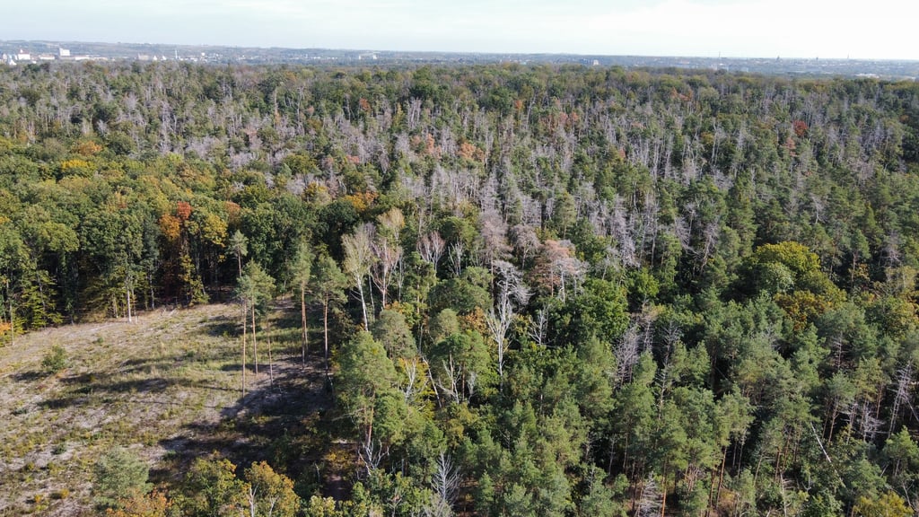 Die vielen abgestorbenen Bäume in der Dölauer Heide sind aus der Luft besonders gut zu erkennen.