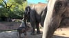 Auf der Freianlage der Elefanten im Zoo Leipzig hat der Baby-Elefant erstmals seinen Vater Voi Nam getroffen.
