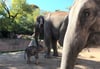 Auf der Freianlage der Elefanten im Zoo Leipzig hat der Baby-Elefant erstmals seinen Vater Voi Nam getroffen.