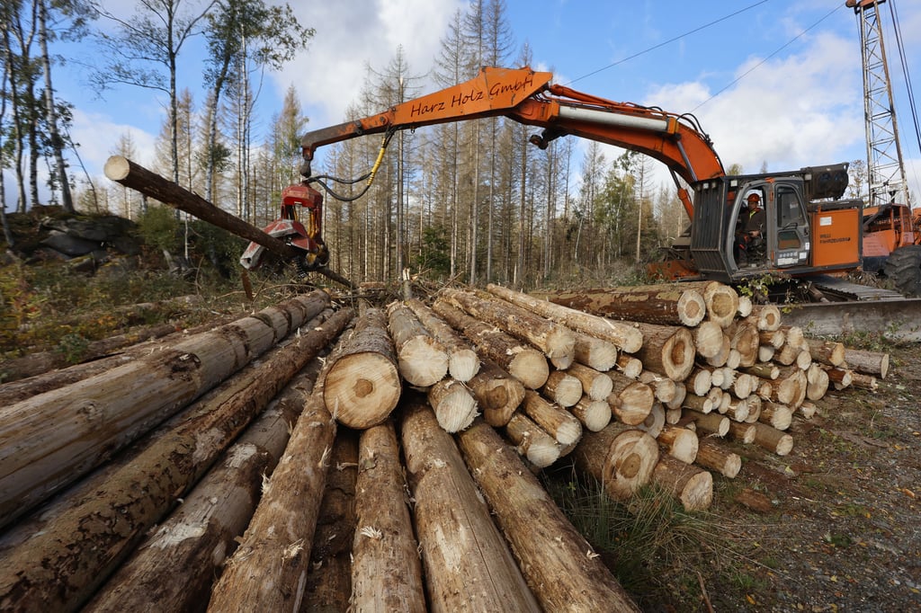 Harvester räumen Totholz aus dem Nationalpark Harz rund um Schierke. Der etwa 500 Meter breite Streifen soll den Ort vor Waldbränden schützen.