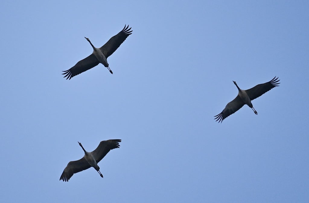 Kraniche fliegen am Morgenhimmel.
